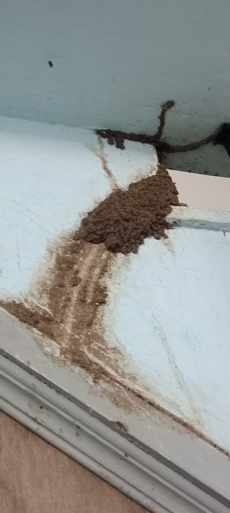 Kavi Pest Control - 2