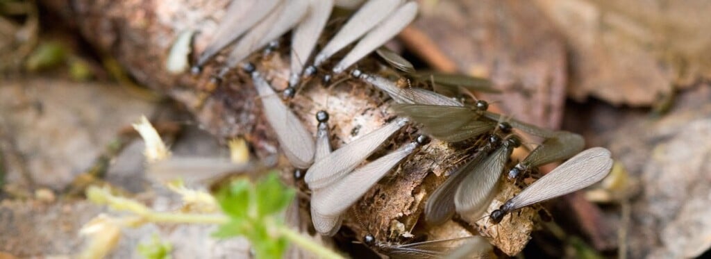 City Pest Control Services - 3