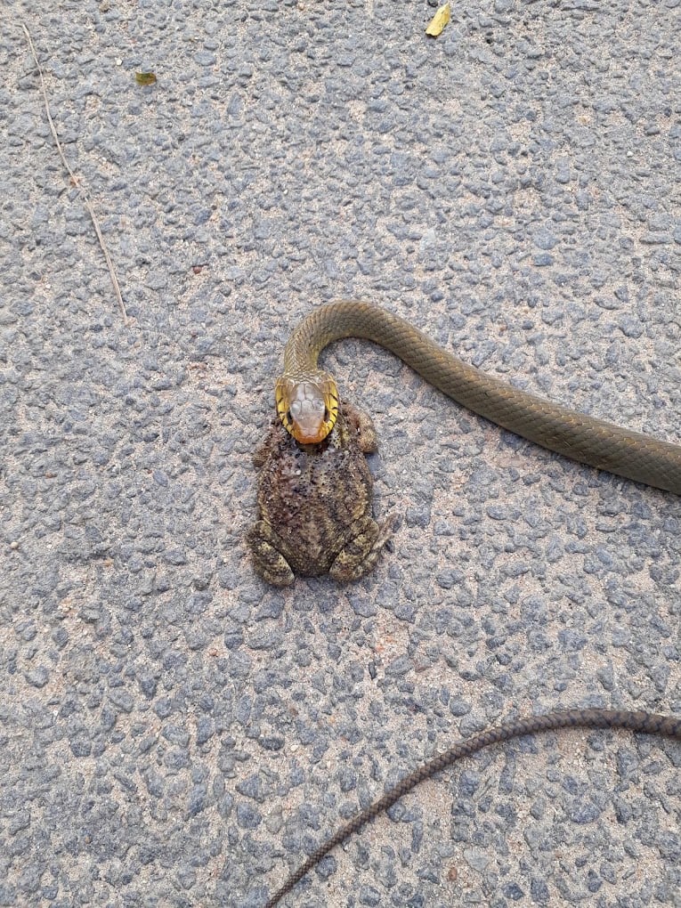 Premier Pest Solution - 4