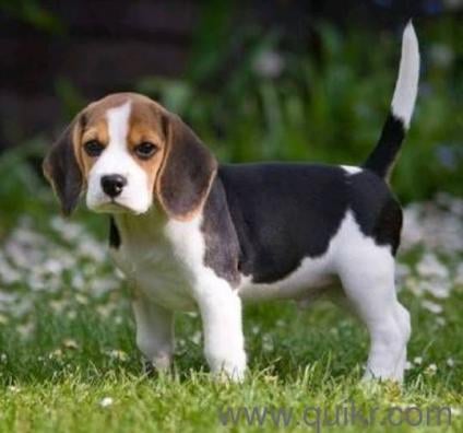 Kowshik Pet World - 2