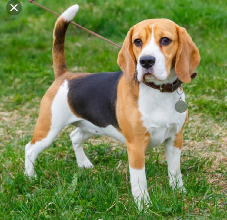 Kowshik Pet World - 3