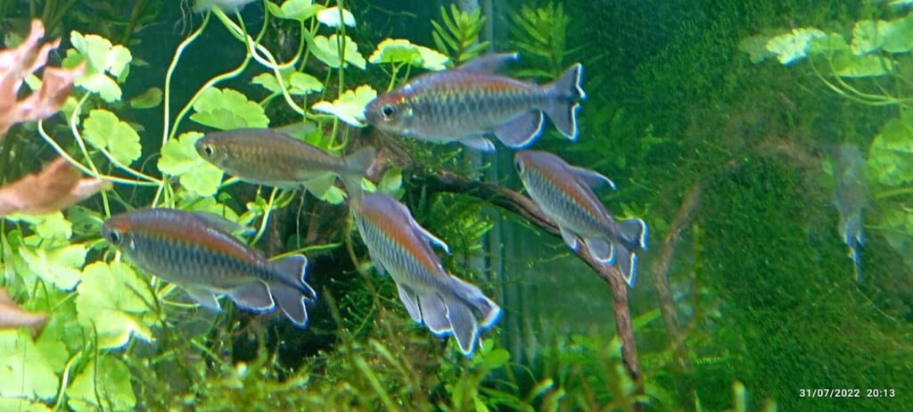 DHIYA PETS & AQUARIUM - 2