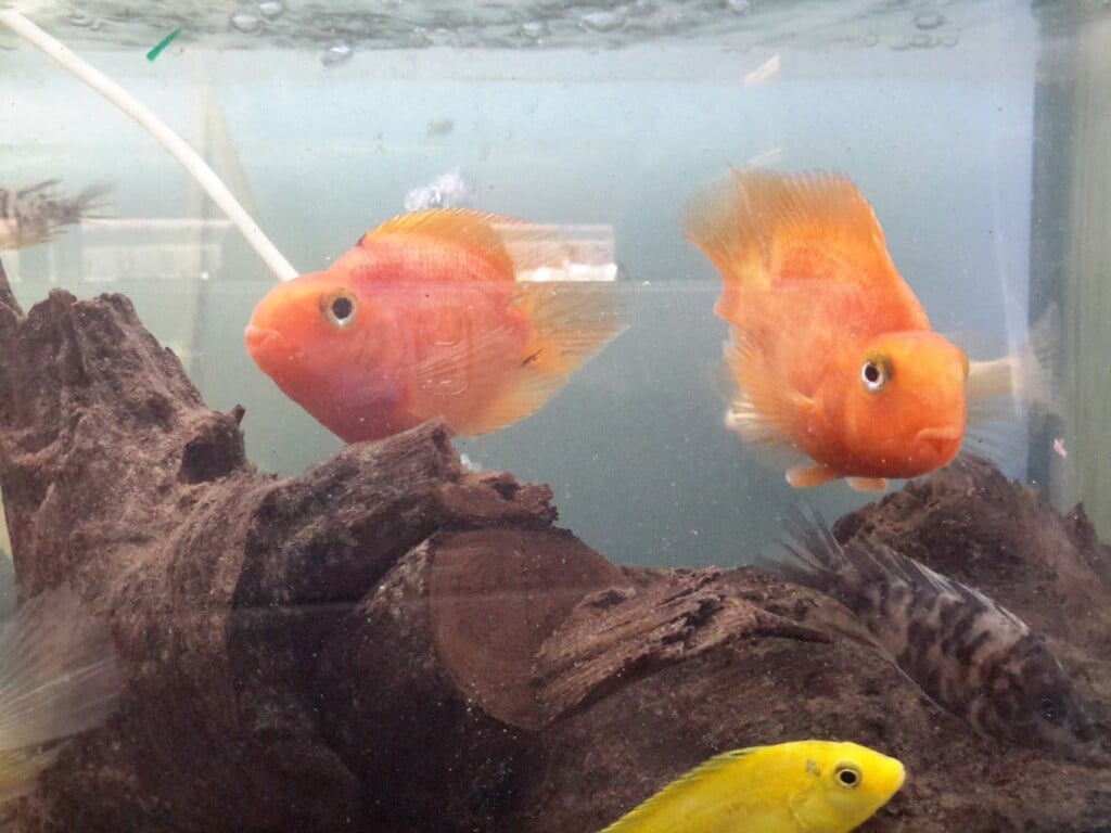 DHIYA PETS & AQUARIUM - 3