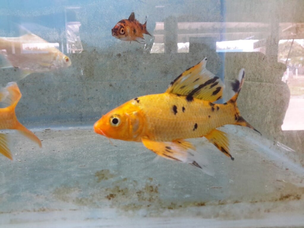 DHIYA PETS & AQUARIUM - 4