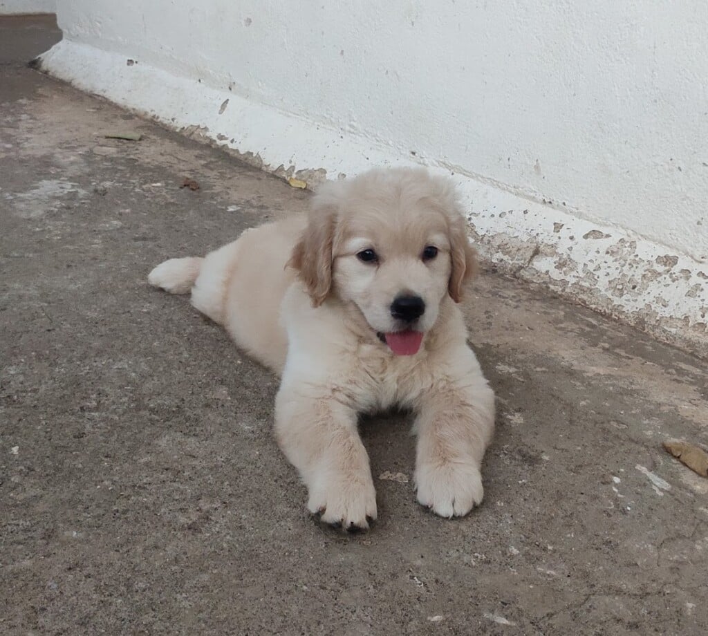 KOWSHIK PETS WORLD Saibaba colony Coimbatore - 3