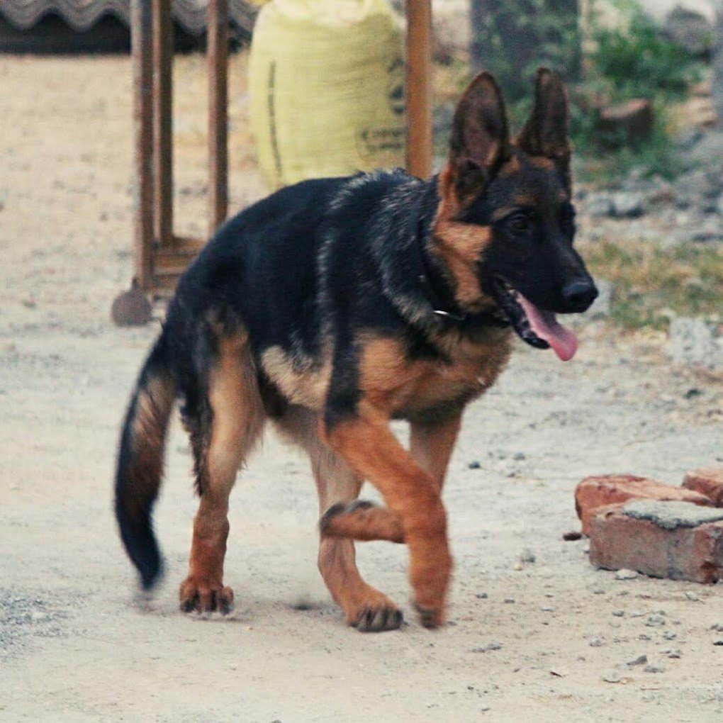 JUST 4 PET STORE - 3