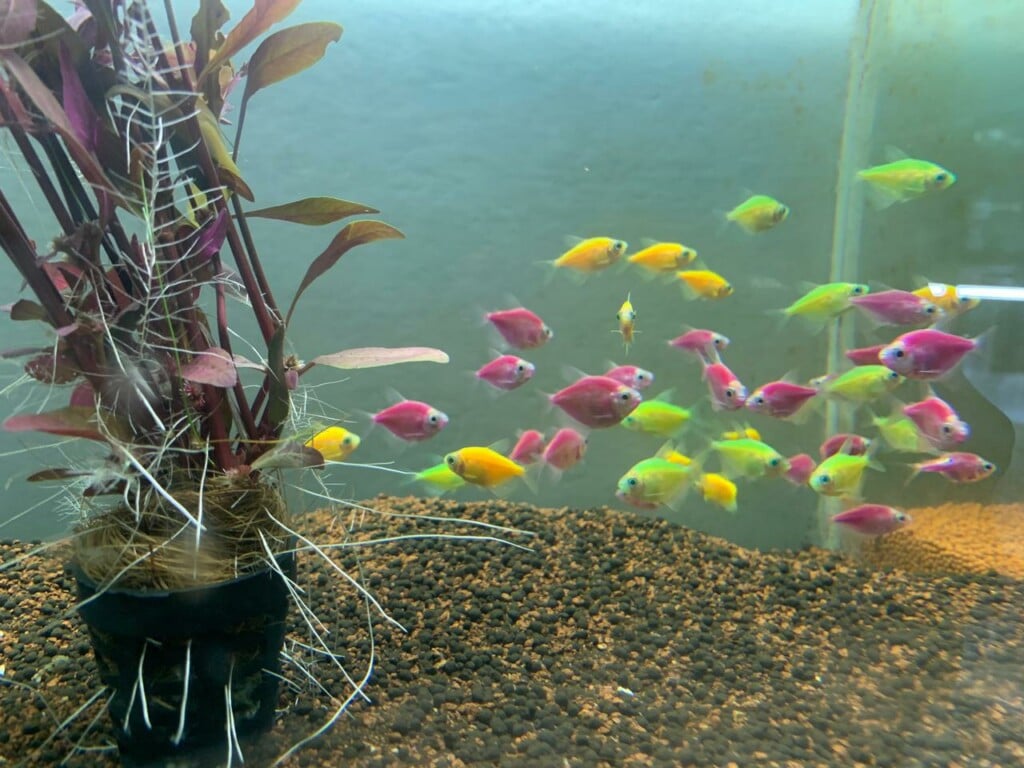 Nee Royce Pet Store - 2