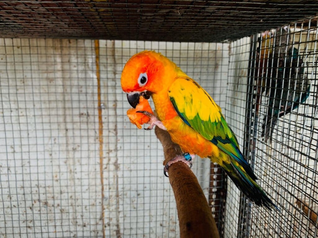 Nee Royce Pet Store - 4