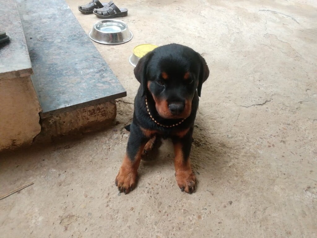 Rakk pets & aquarium - 2