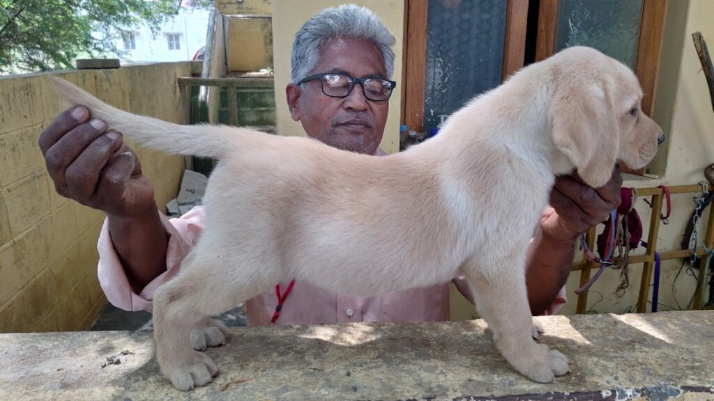 Wyns Pets and kennel - 2