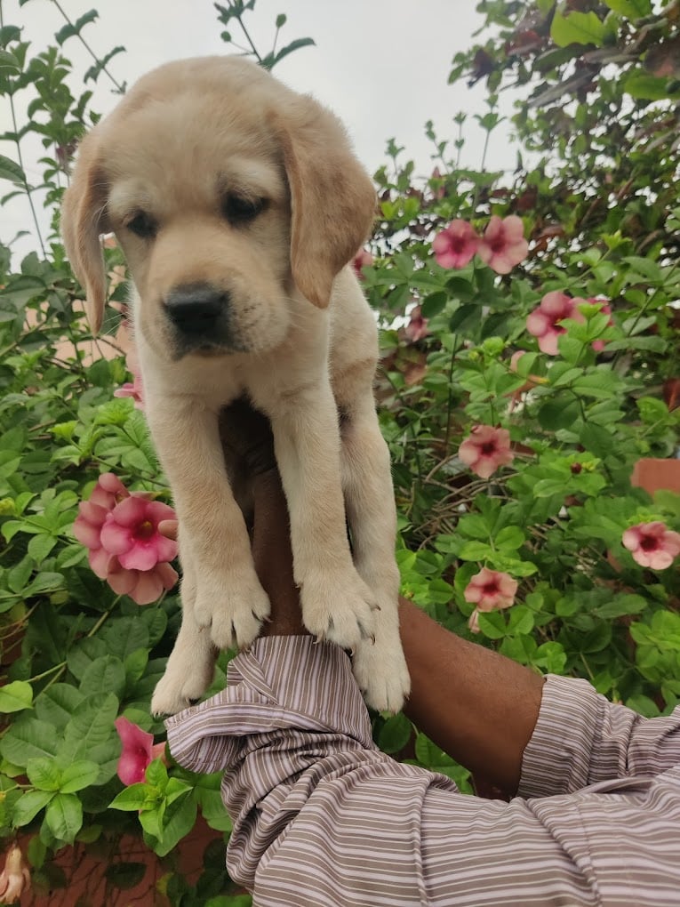 Wyns Pets and kennel - 3