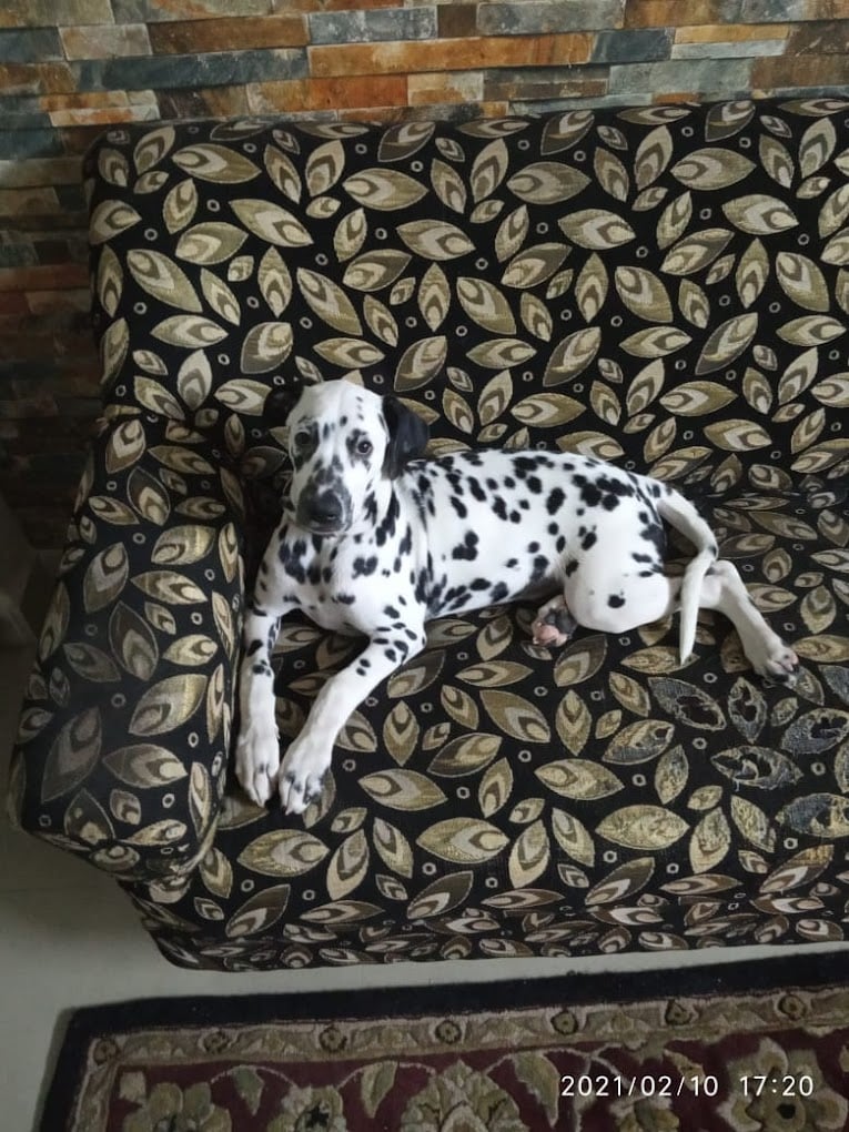 Wyns Pets and kennel - 4