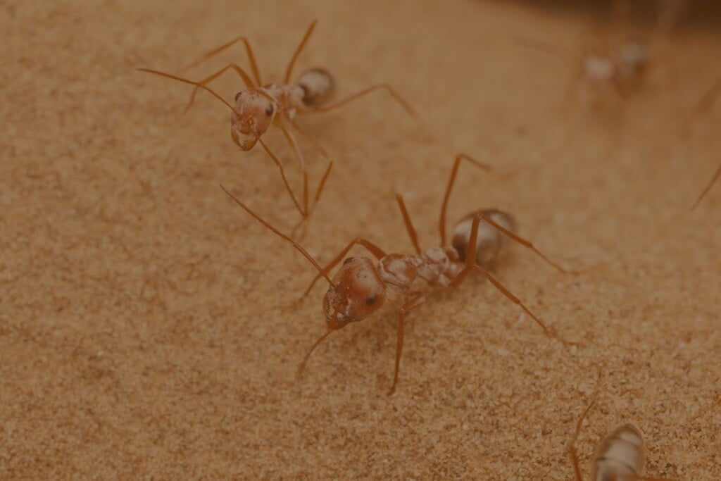 Paradise Pest Control India Pvt Ltd - 2