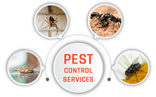 Professional pest Control - 3