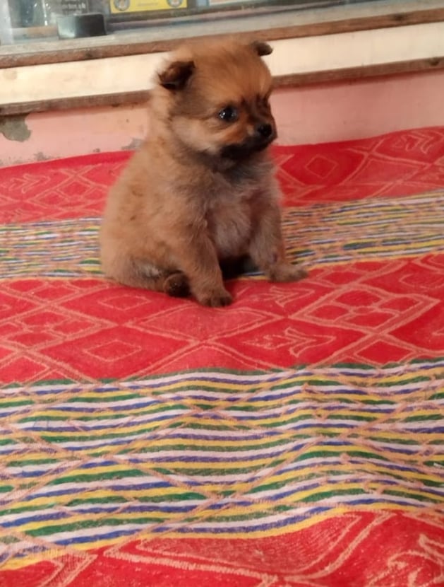 Sharukh Pets Shop - 4