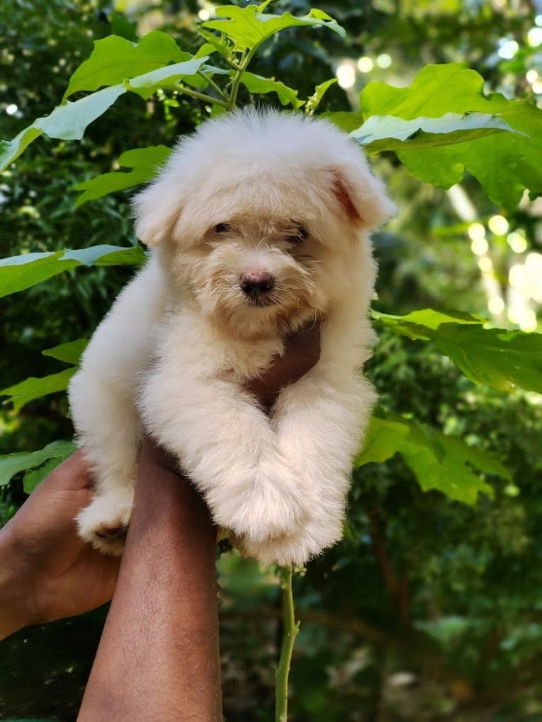 Sathya's Petz Paradise - 2