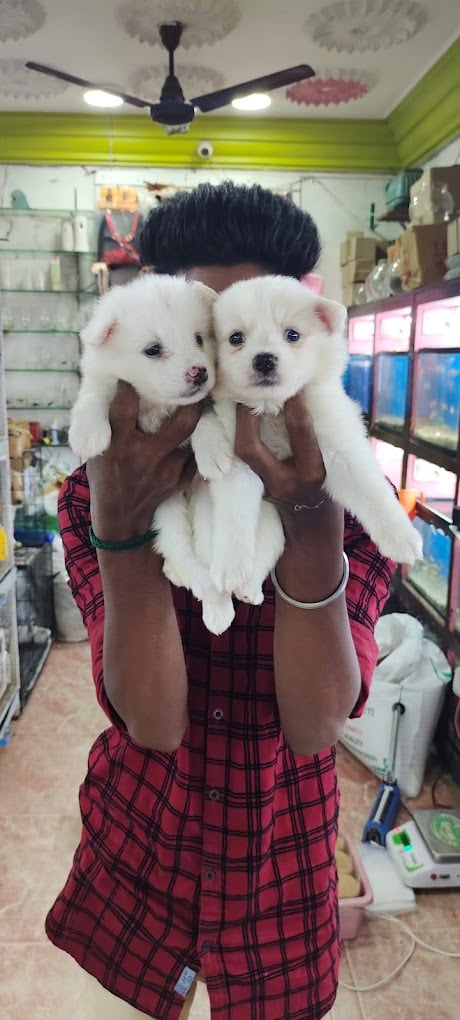 Sathya's Petz Paradise - 3