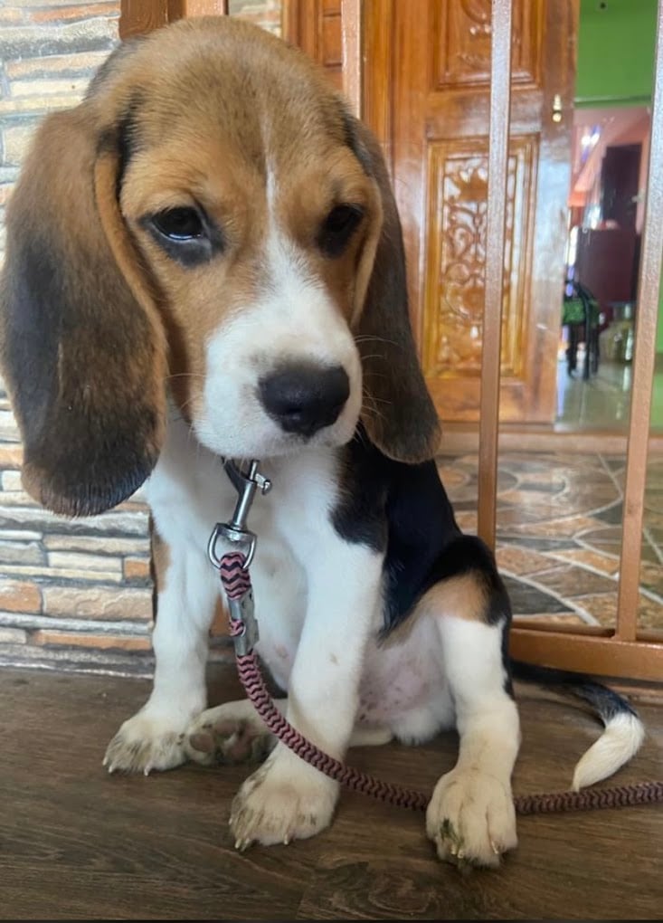 PETS PARADISE PONDY - 2