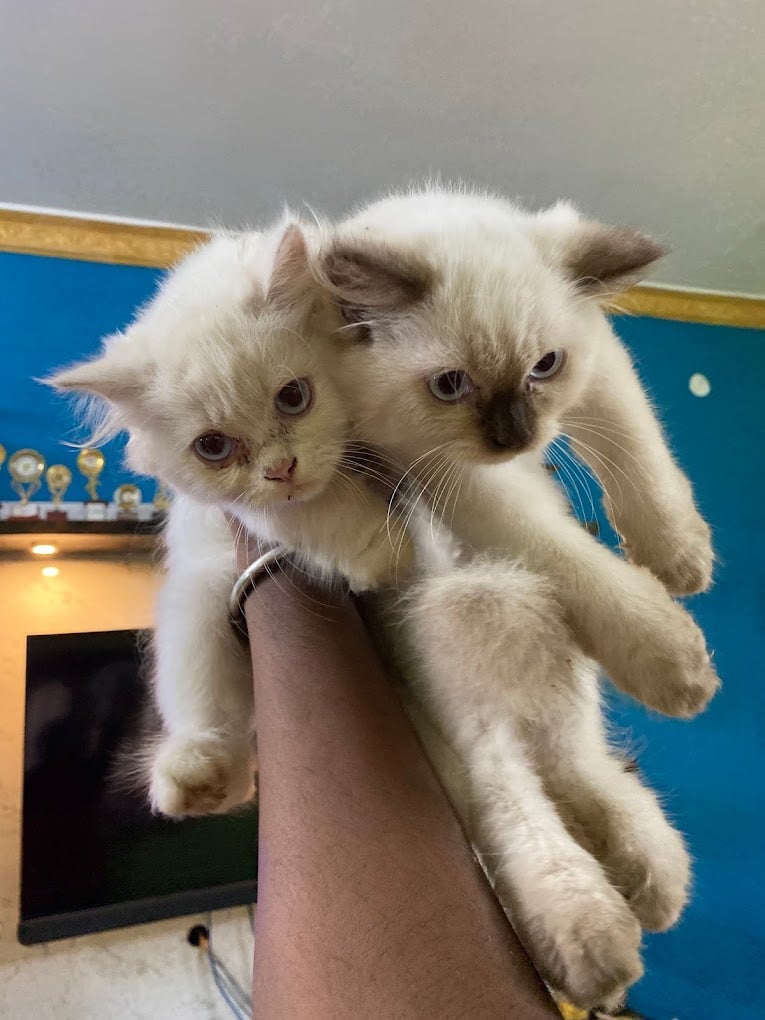 PETS PARADISE PONDY - 3