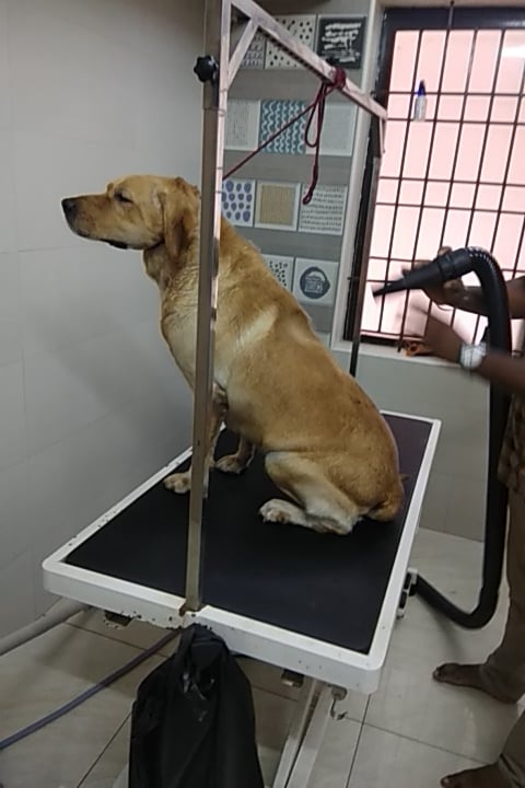 Pet City - Pet shop / Grooming / Vet - 4