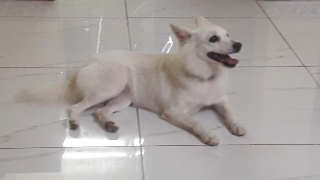 STEPHE PET SHOP & MARTINA FISH WORLD - 2