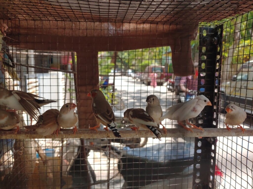 STEPHE PET SHOP & MARTINA FISH WORLD - 4