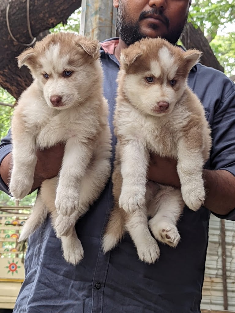 Petco Pondicherry - 2