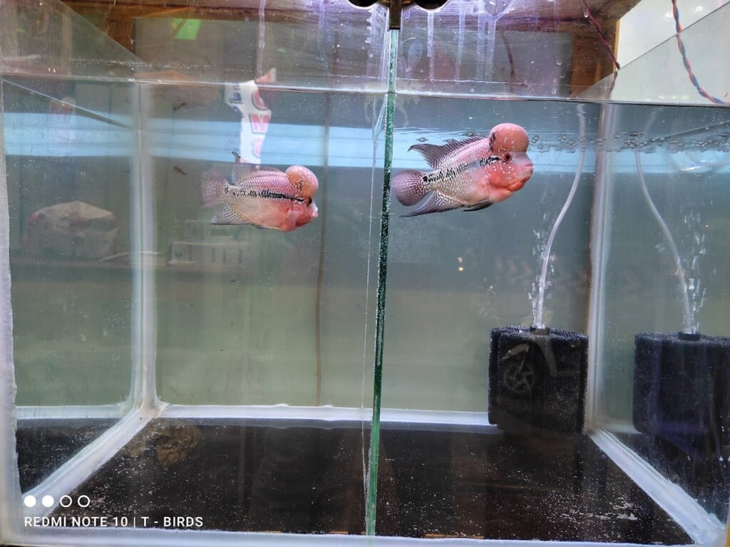 T birds (pet shop and aquarium) - 3