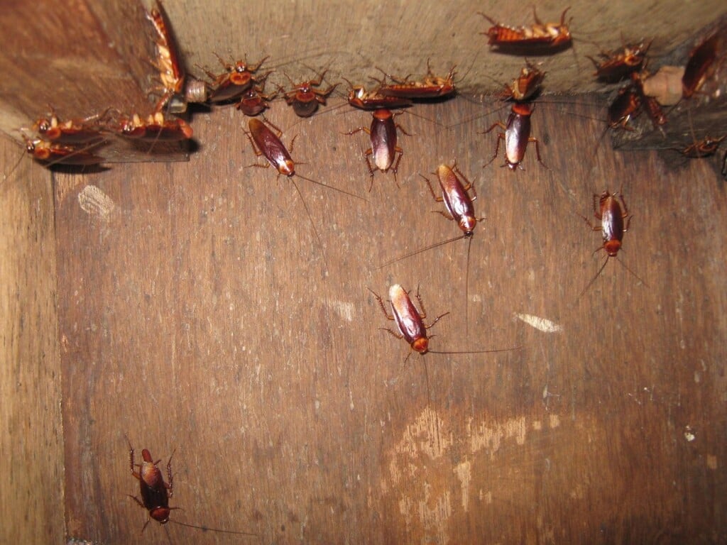 Pest Control Services Madurai - 3