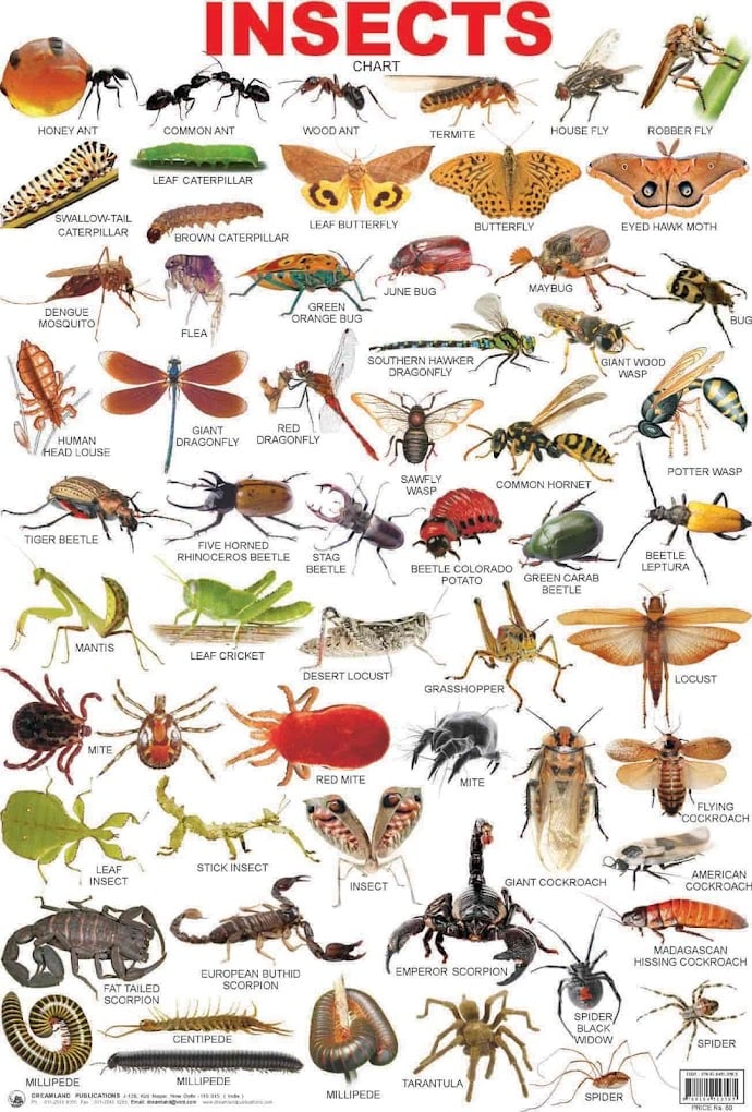 A to Z PEST CONTROL SERVICES | Commercial Pest Control Service | Residential Pest Control Service - 4