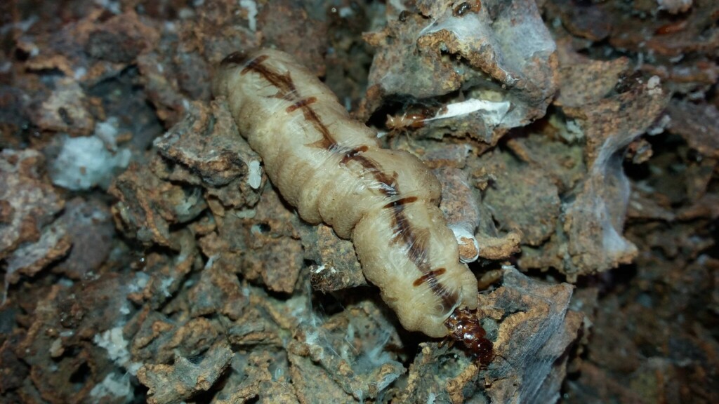 Asian Pest Management Service Madurai - 3