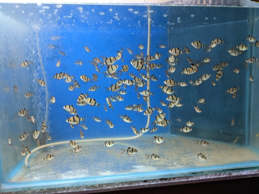 Neelas's Live Colours Aquarium & Pets - 2