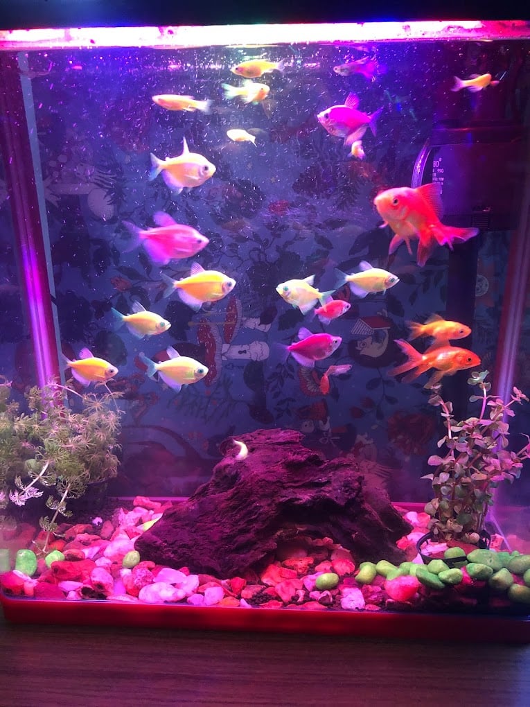 Neelas's Live Colours Aquarium & Pets - 4