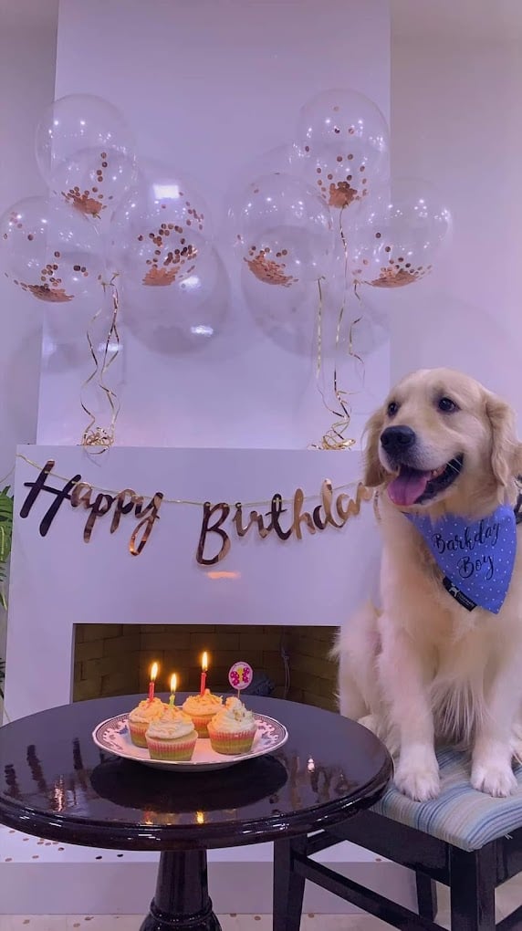 Jeeva Fish 'n' Pets - 2