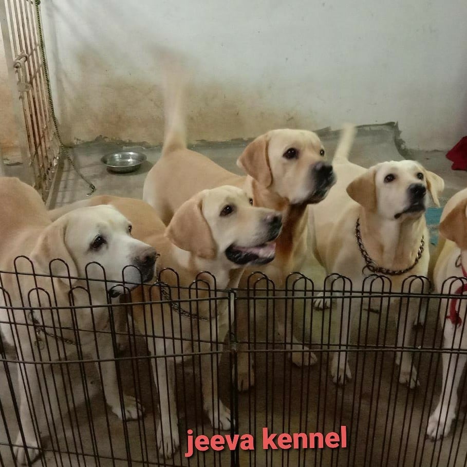 Jeeva Fish 'n' Pets - 4