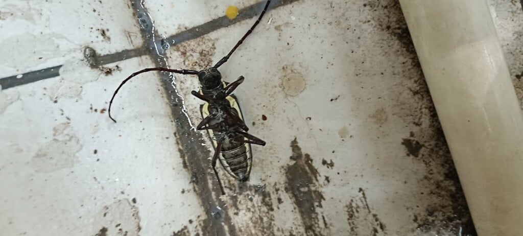 MG PCI PEST CONTROL SERVICES KANCHIPPURAM - 4