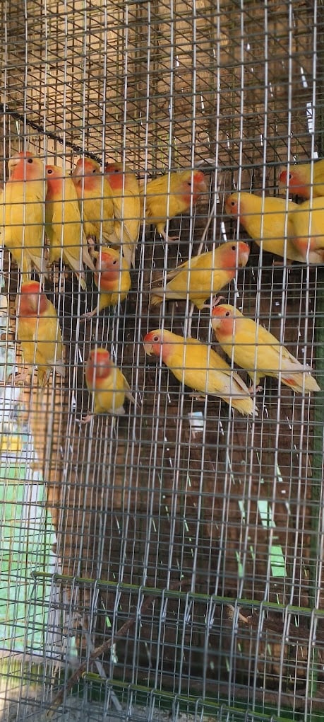 Kanis Pets & Bird's - 4