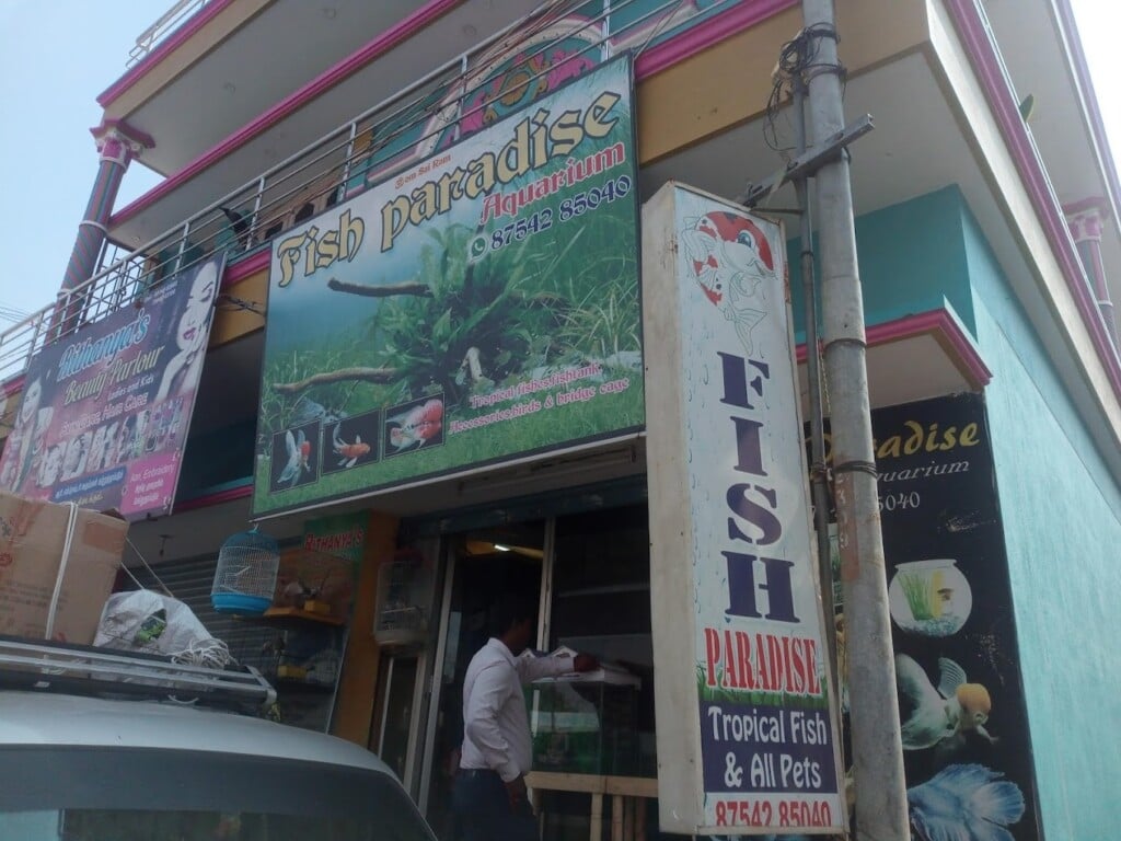 Fish Paradise
