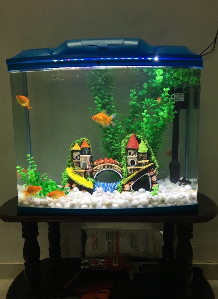 Rainbow Aquarium and Pets (Birds Shop/ Aquarium/Pets Food) - 2