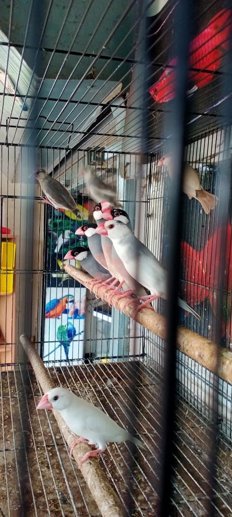 Rainbow Aquarium and Pets (Birds Shop/ Aquarium/Pets Food) - 5