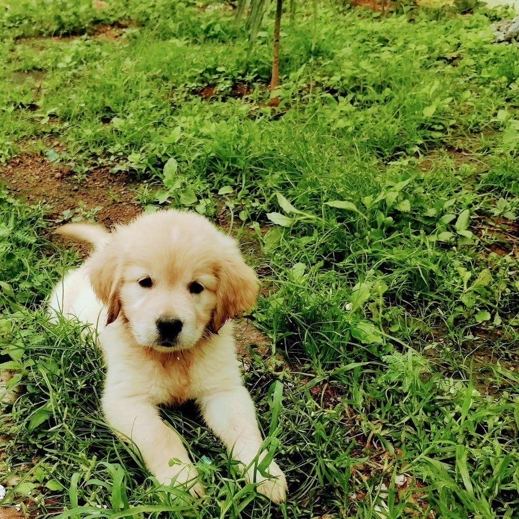 Tirunelvelipets (TN72PETS) - 2