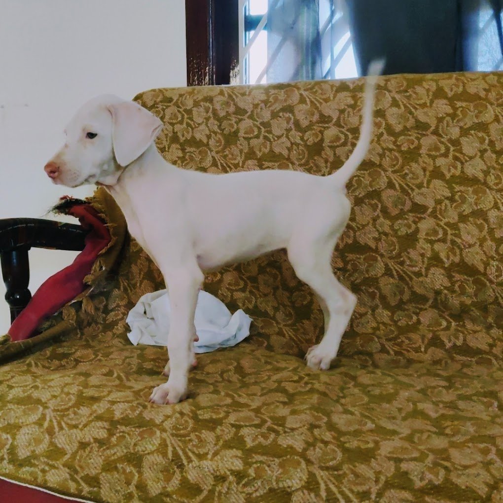 Tirunelvelipets (TN72PETS) - 3