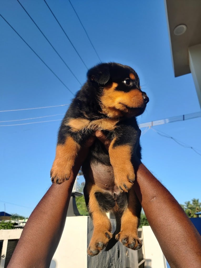 Tirunelvelipets (TN72PETS) - 4