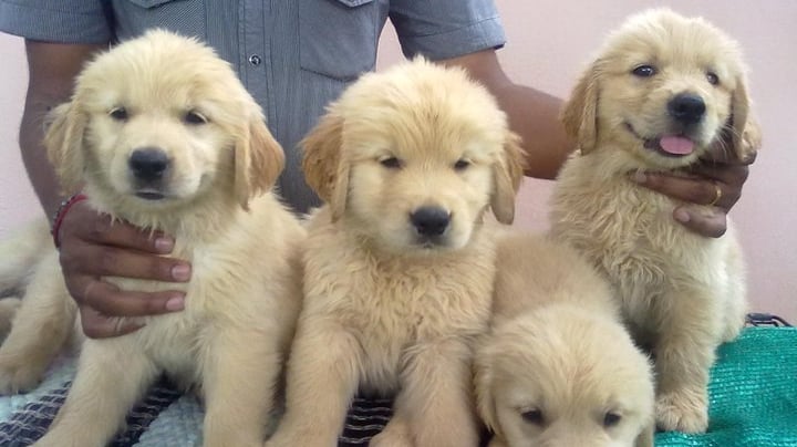 Tirunelvelipets (TN72PETS)