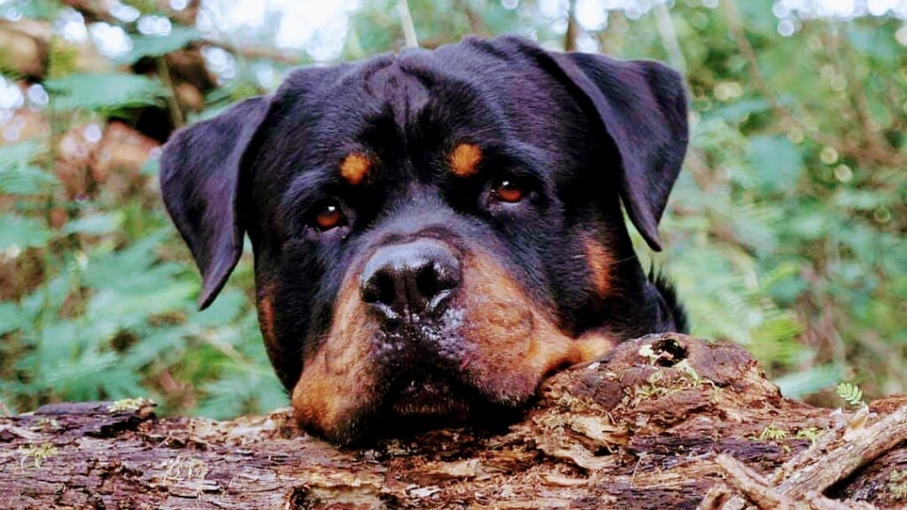 Tirunelvelipets (TN72PETS) - 5