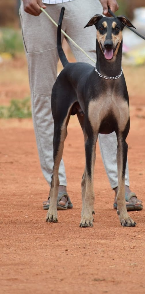 Veterinary World - 2