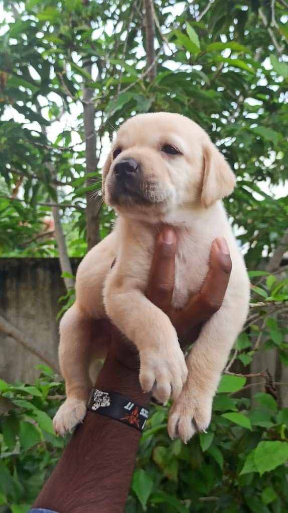 Veterinary World - 3