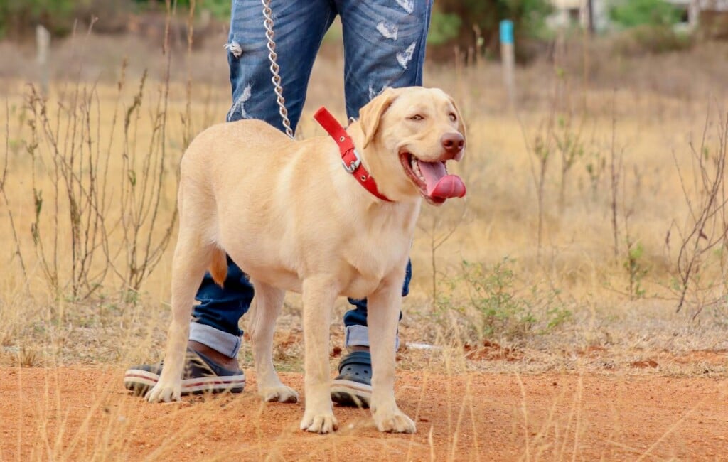 Veterinary World - 4