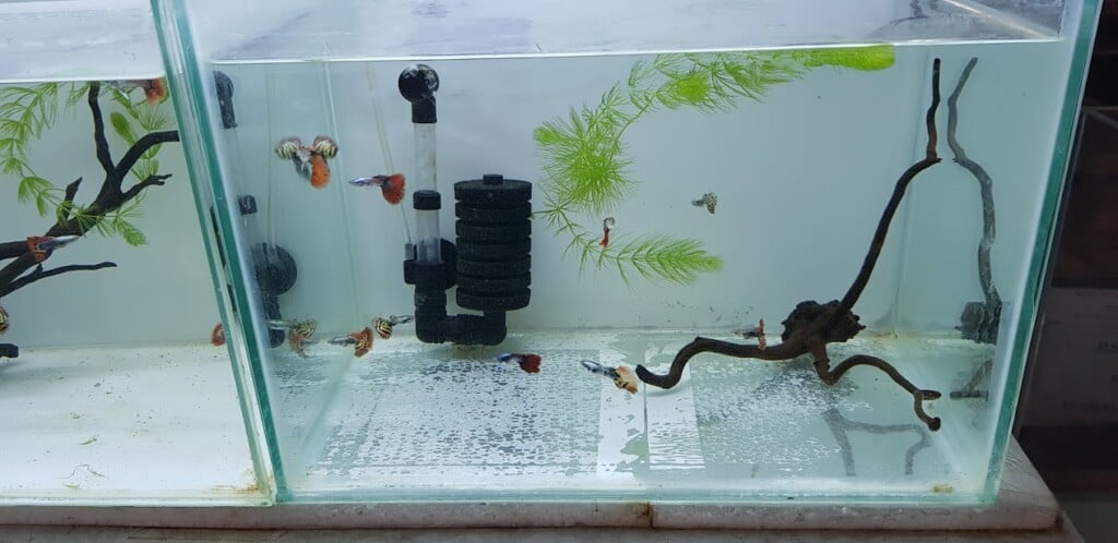 Sunrise Pets Shop - 2