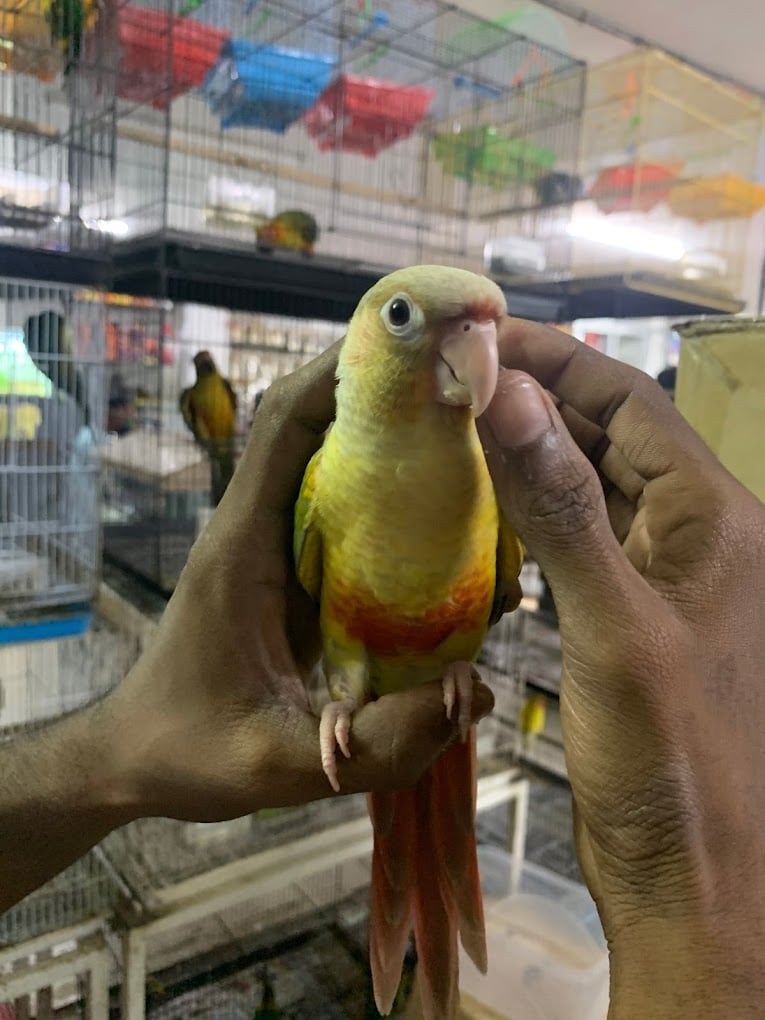 Sunrise Pets Shop - 3
